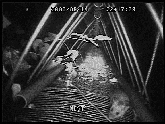 �A�j�}���p�X�E�F�C �q���l�Y�~�ʐ^