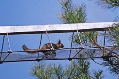 �A�j�}���p�X�E�F�C ���X�ʐ^